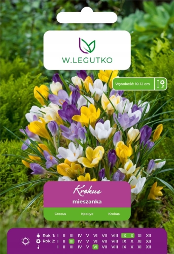 Krokus Chrysanthus mieszanka kolorów cebulki kwiatowe 7 szt.