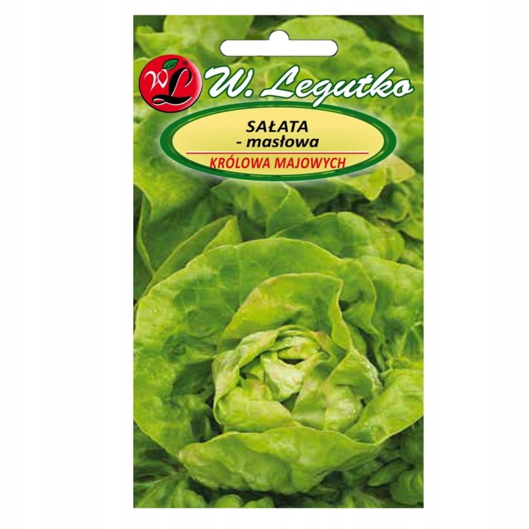 Sałata masłowa Królowa Majowych W. Legutko – wczesna odmiana May King