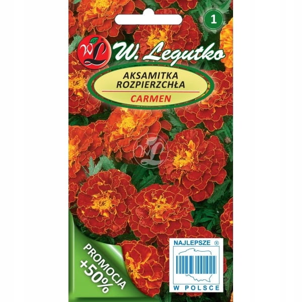 Aksamitka Carmen 1.5g – pełne, mahoniowe kwiaty na całe lato