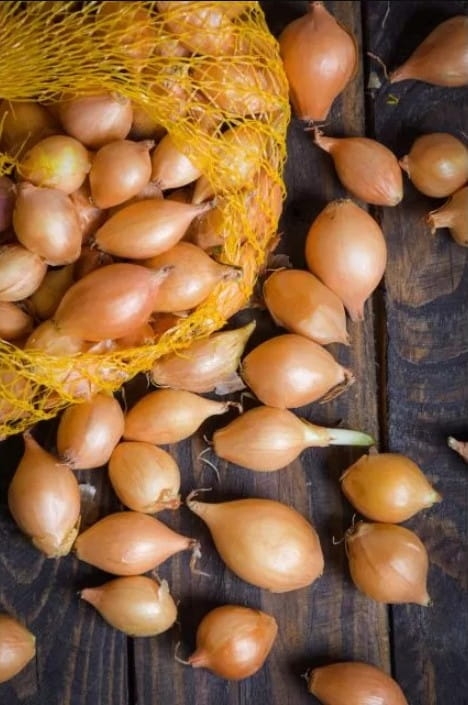 Cebula dymka Sturon 250 g - żółta, aromatyczna, do przechowywania