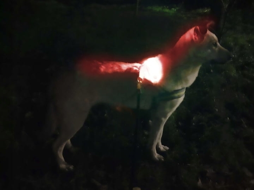 Obroża dla psa silikonowa LED czerwona