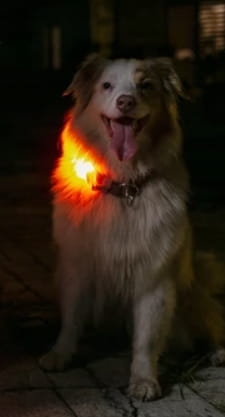 Obroża dla psa silikonowa LED czerwona