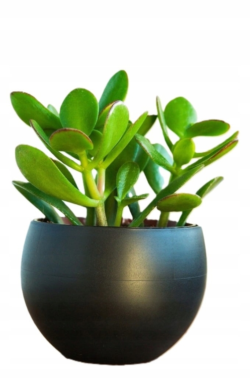 Osłonka do kwiatów 16 cm grafit