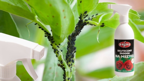 Preparat na mszyce spray oprysk na mszyce 500ml