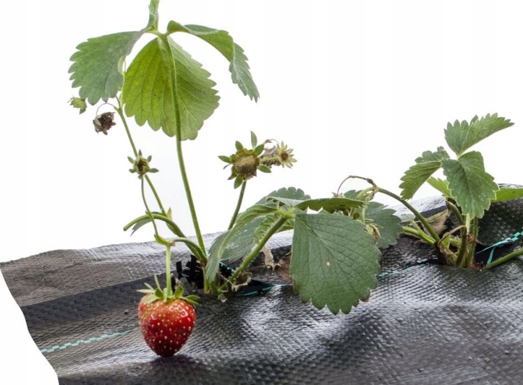Agro włóknina czarna 1,6x5m mata na chwasty pod tuje kore kamienie 100g +uv