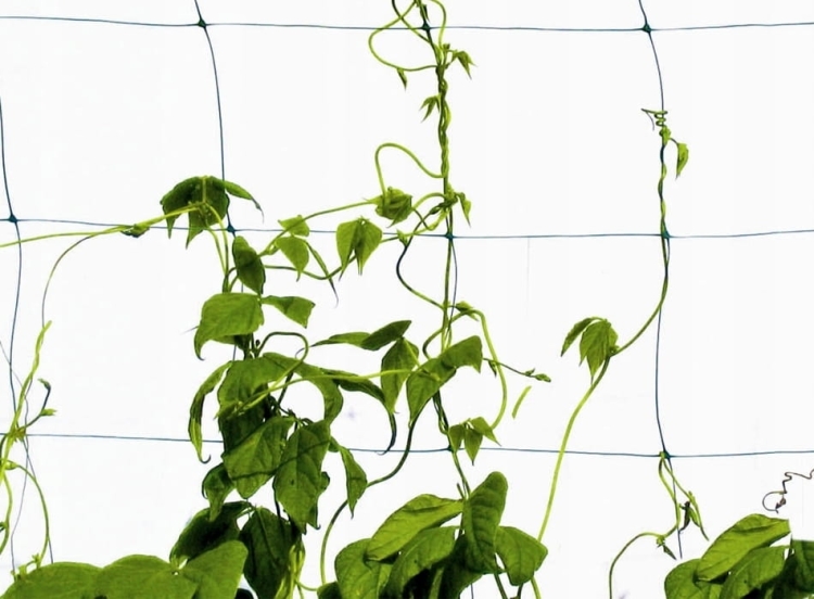 Pergola tworzywo sztuczne Plantina krata 150 cm