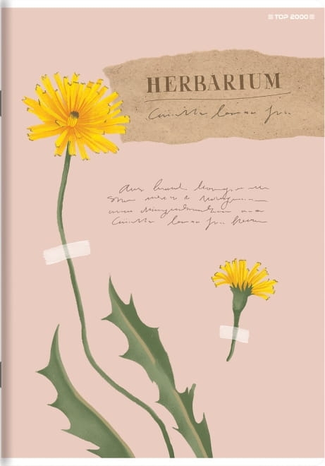 Zeszyt w kratkę A5 TOP-2000 60 kartek