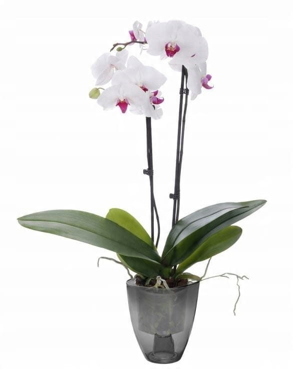 Doniczka do storczyków VERDENIA 12,5 cm – Grafitowa, Plastikowa Osłonka Transparentna